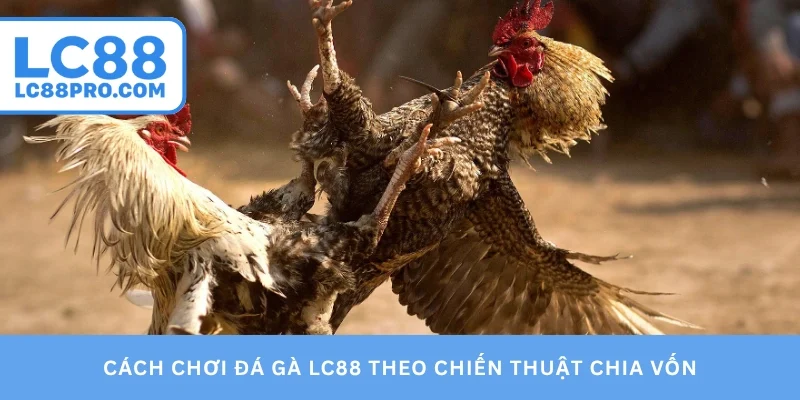 Cách chơi đá gà LC88 theo chiến thuật chia vốn