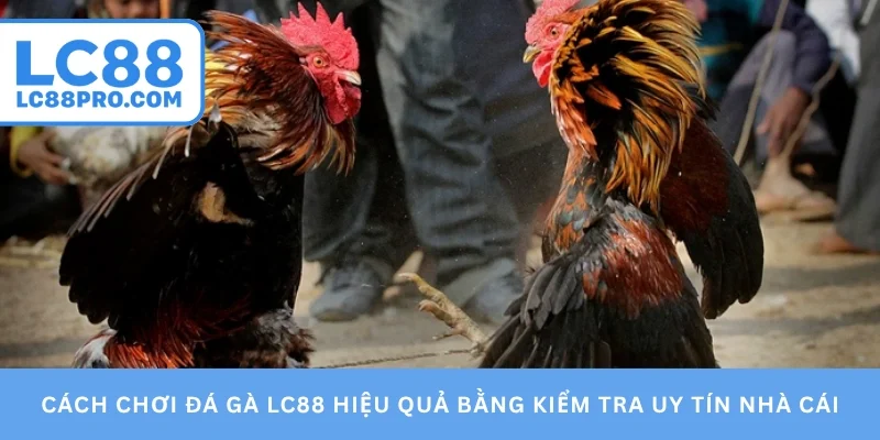 Cách chơi đá gà LC88 hiệu quả bằng kiểm tra uy tín nhà cái