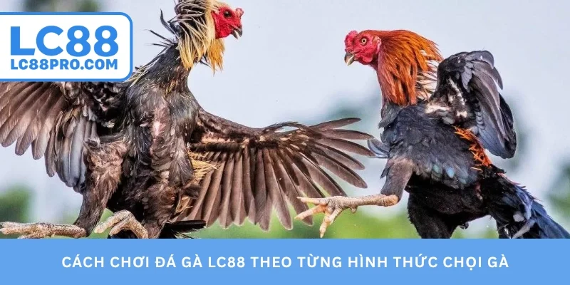 Cách chơi đá gà LC88 theo từng hình thức chọi gà