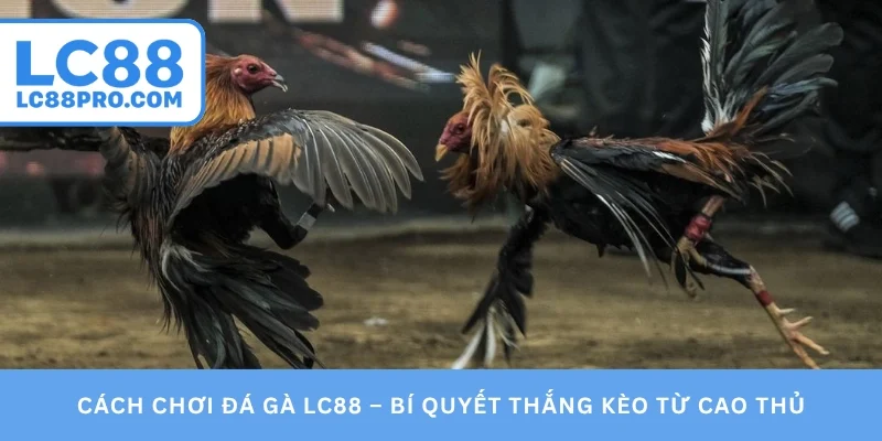 Cách chơi đá gà LC88